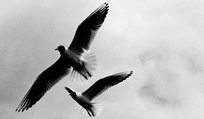 flight-right-2
